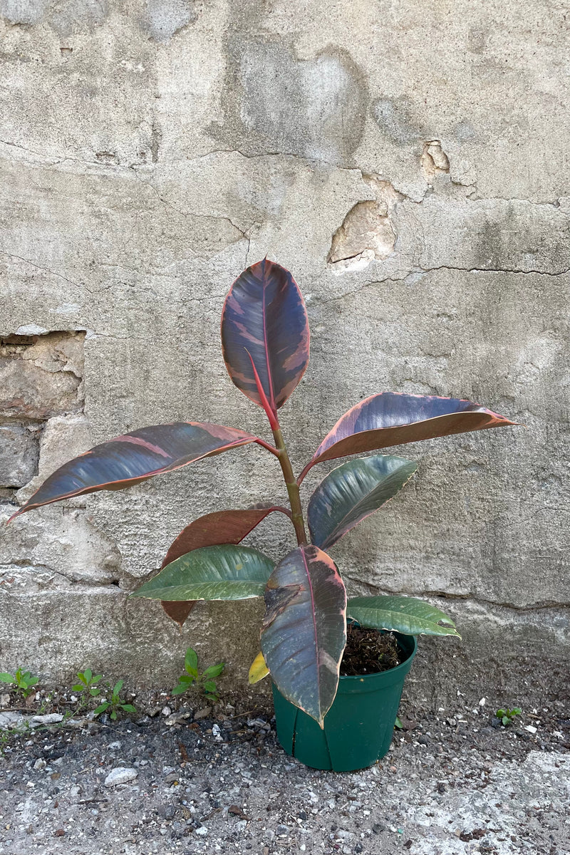 Ficus elastica 'Ruby' 6" against a grey wall