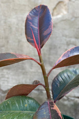 Ficus elastica 'Ruby' detail.