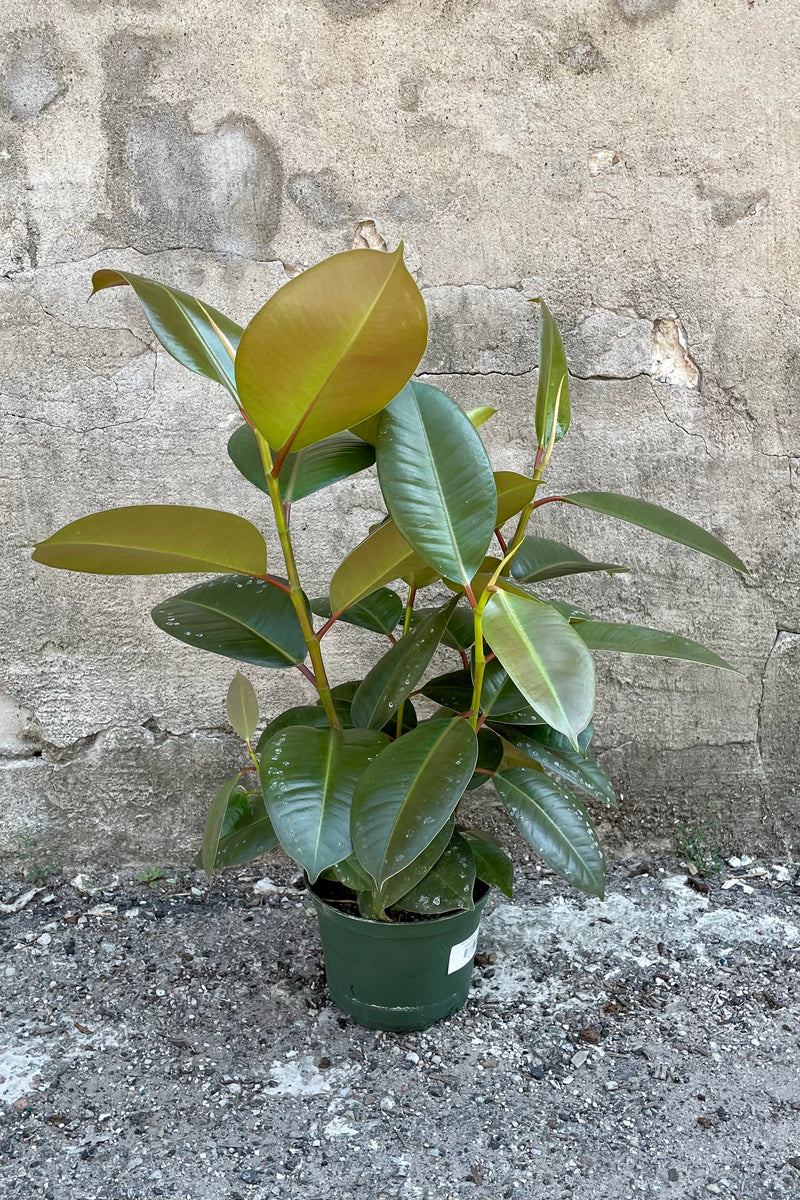 Ficus 'Robusta' in a 6" growers pot against a concrete wall showing the large ovate green leaves at Sprout Home. 