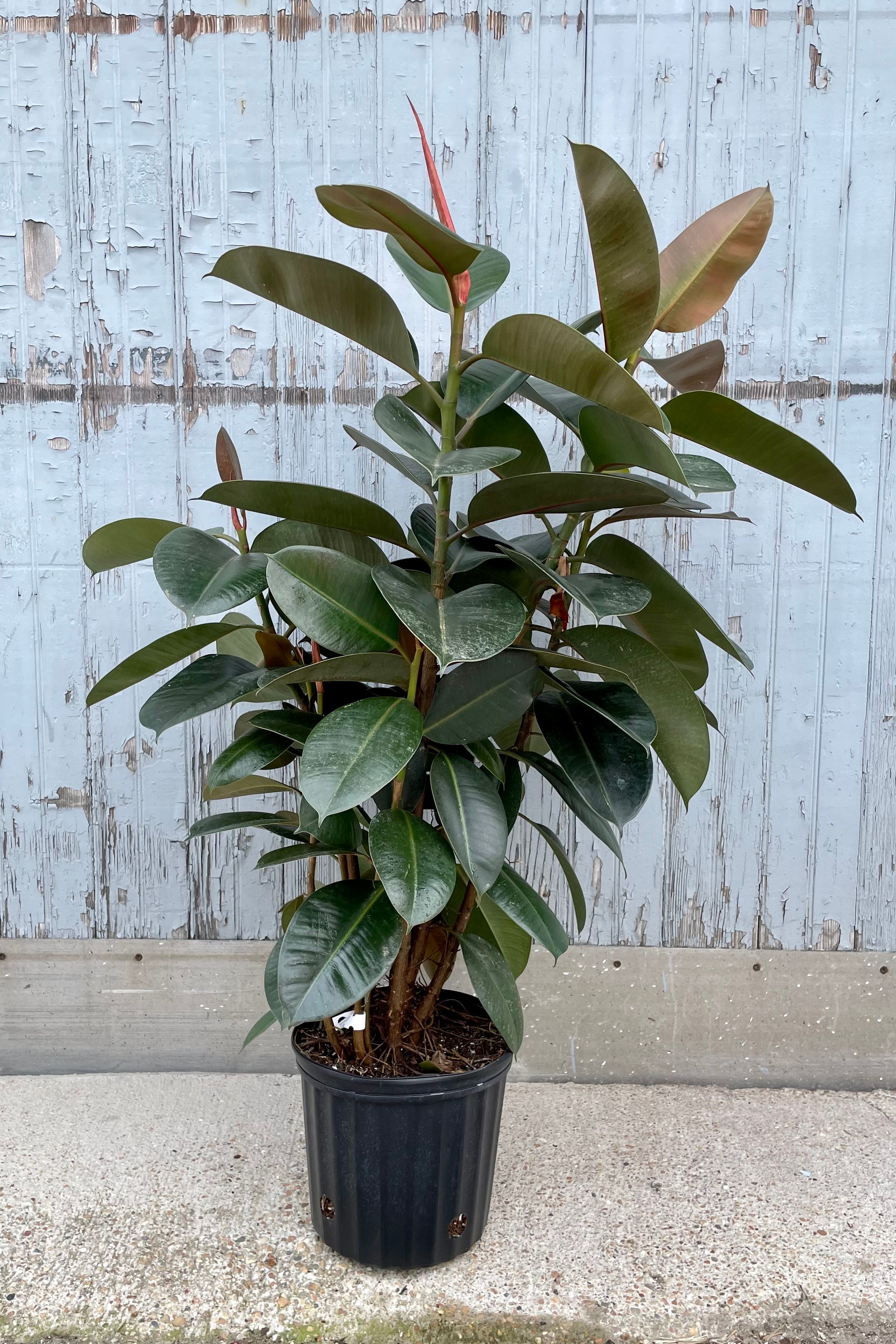 Ficus elastica 'Robusta' in a 8" growers pot against a painted grey wood wall.  