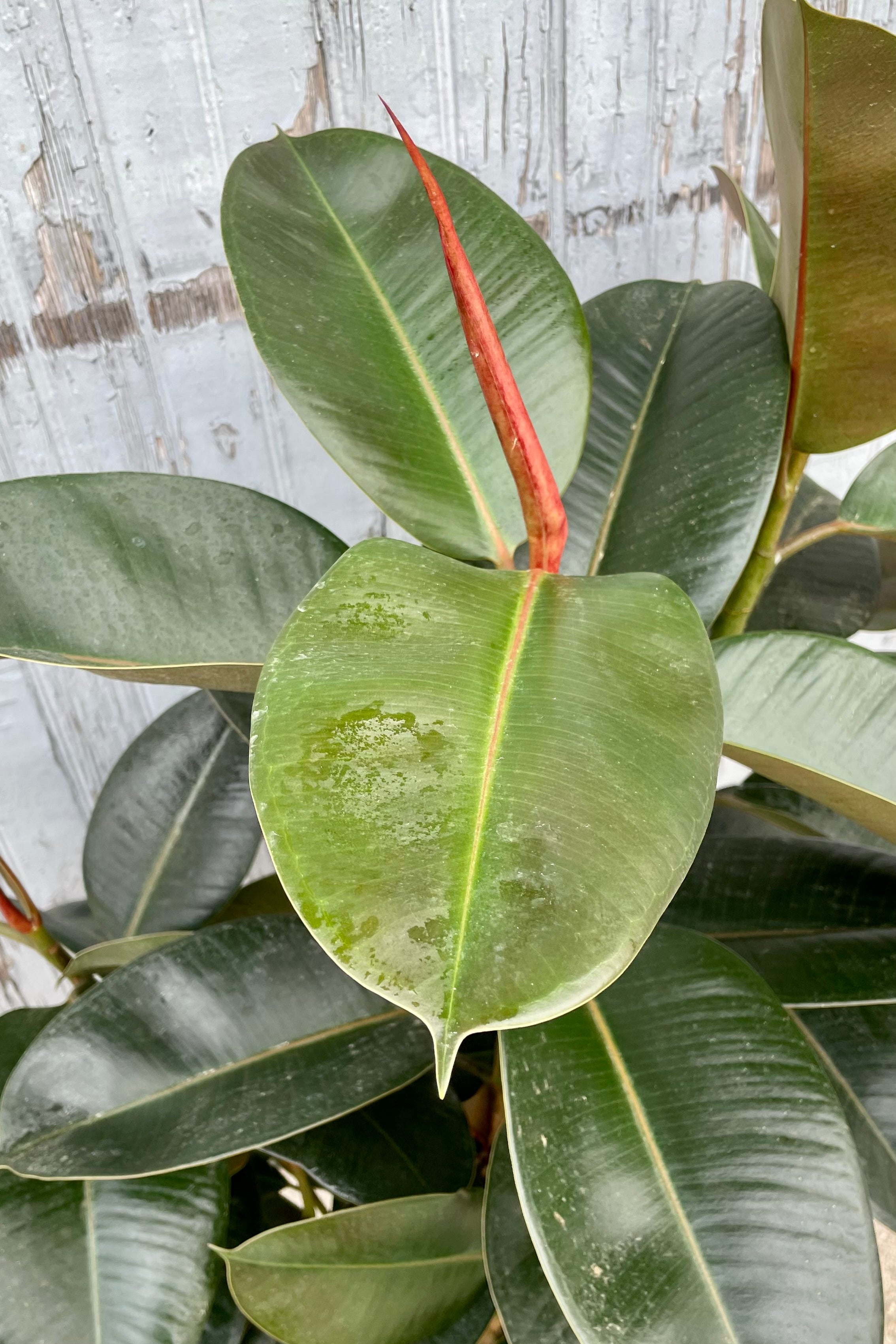 Up close picture of the Ficus elastic 'Robusta' leaves at Sprout Home.