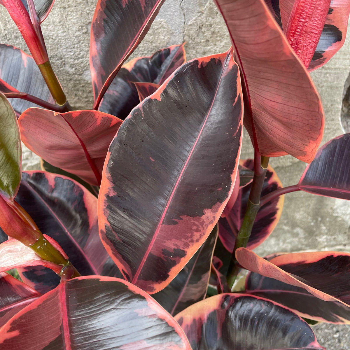 red thing in middle of rubber tree Ficus elastica 'Ruby' 8" at SPROUT HOME