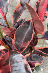 A detailed view of Ficus elastica 'Ruby' 8" 