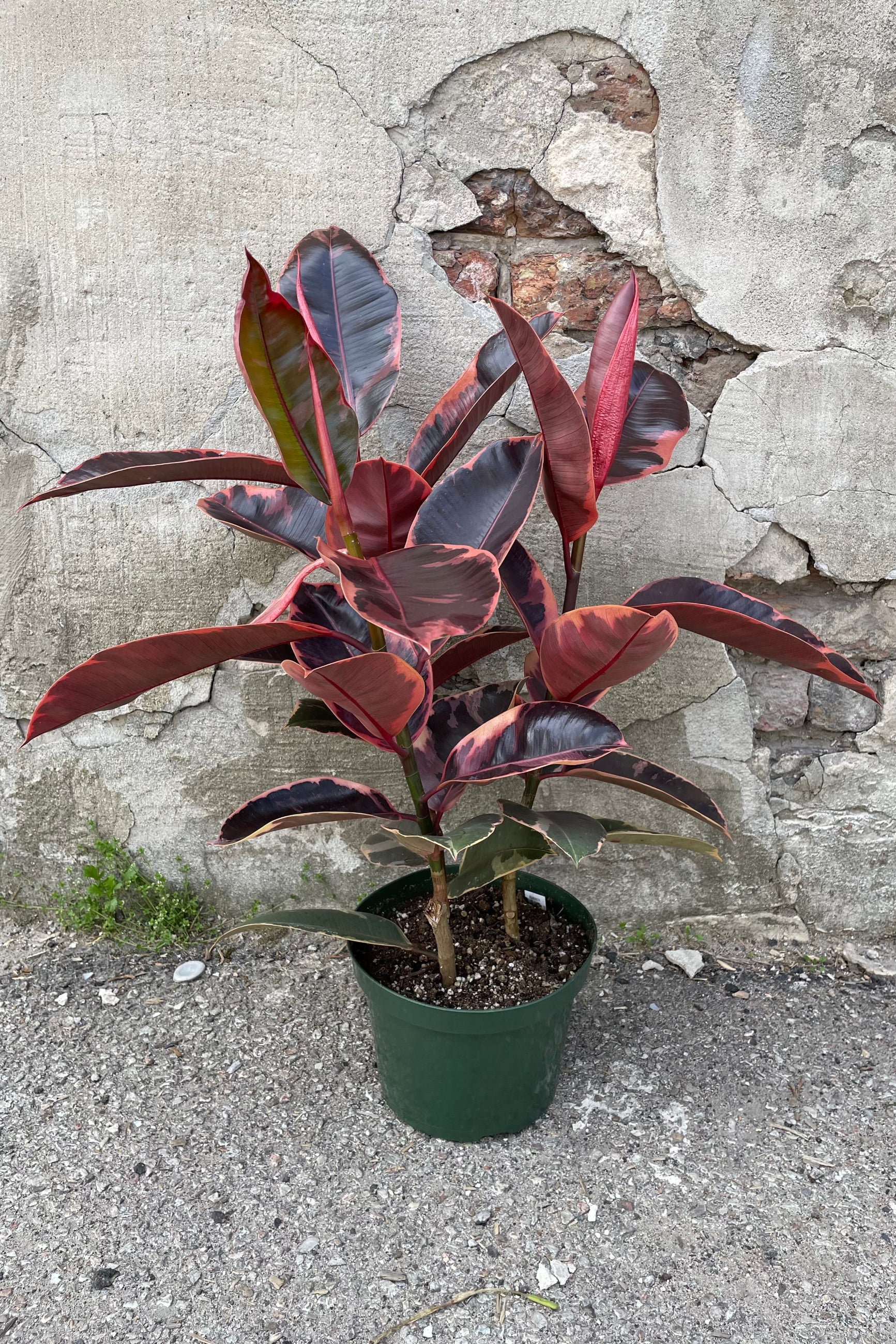 A full view of Ficus elastica 'Ruby' 8" in grow pot against concrete backdrop ©Sprout Home