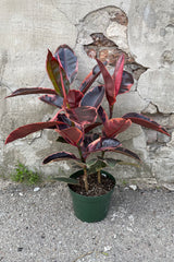 A full view of Ficus elastica 'Ruby' 8" in grow pot against concrete backdrop