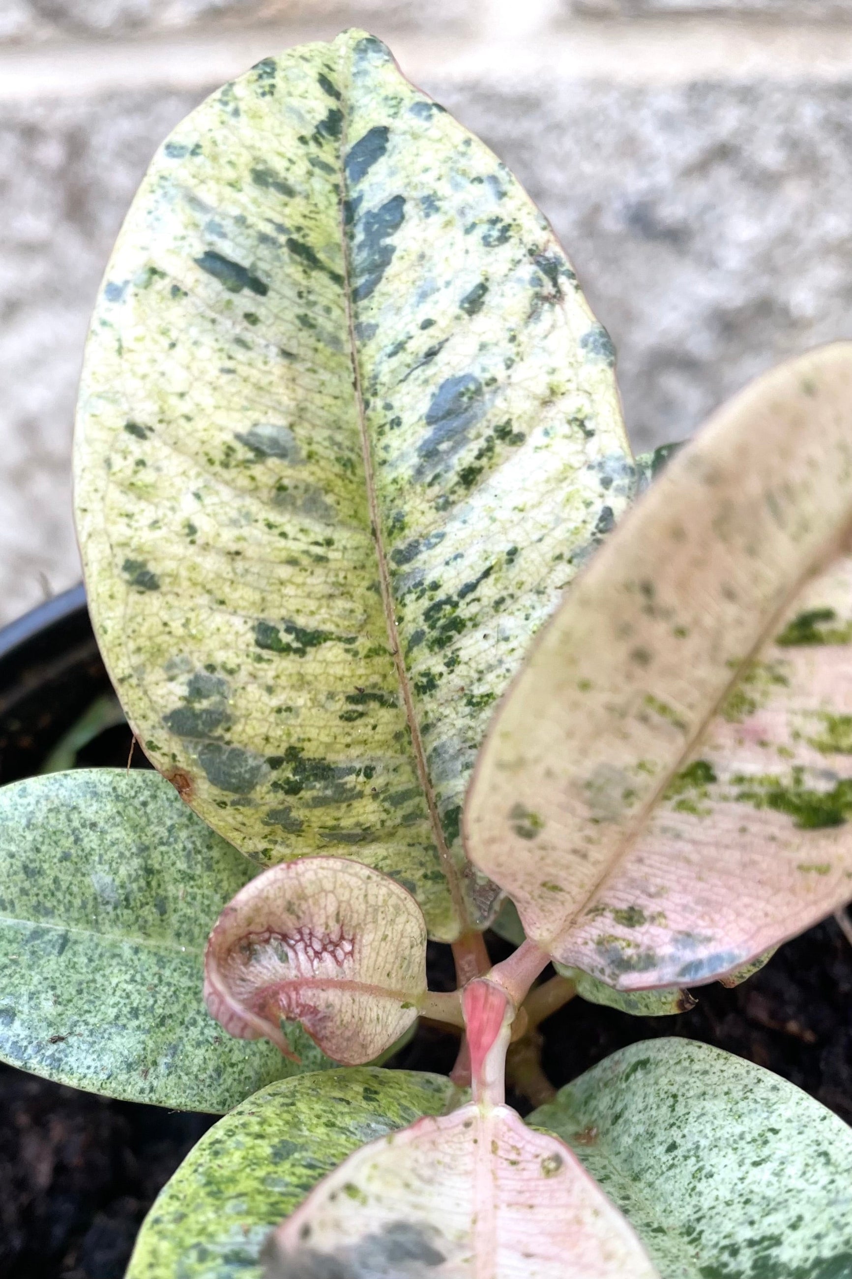 A detailed view of Ficus elastica 'Shivereana' 4" against concrete backdrop ©Sprout Home