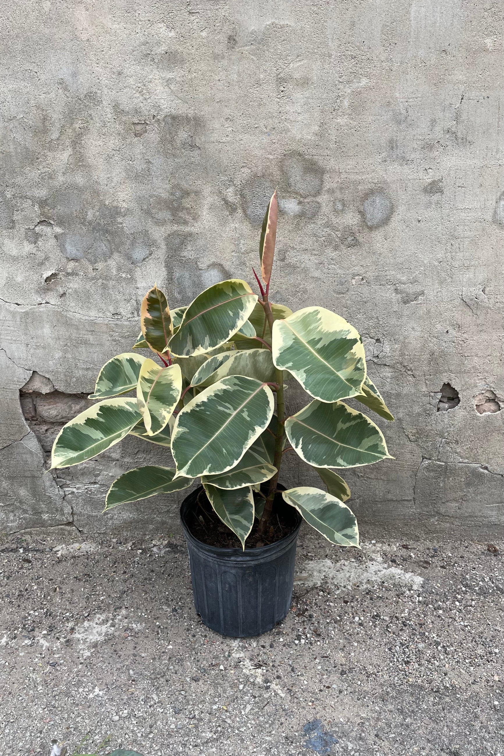 Ficus elastica 'Tineke' in grow pot in front of concrete wall ©Sprout Home