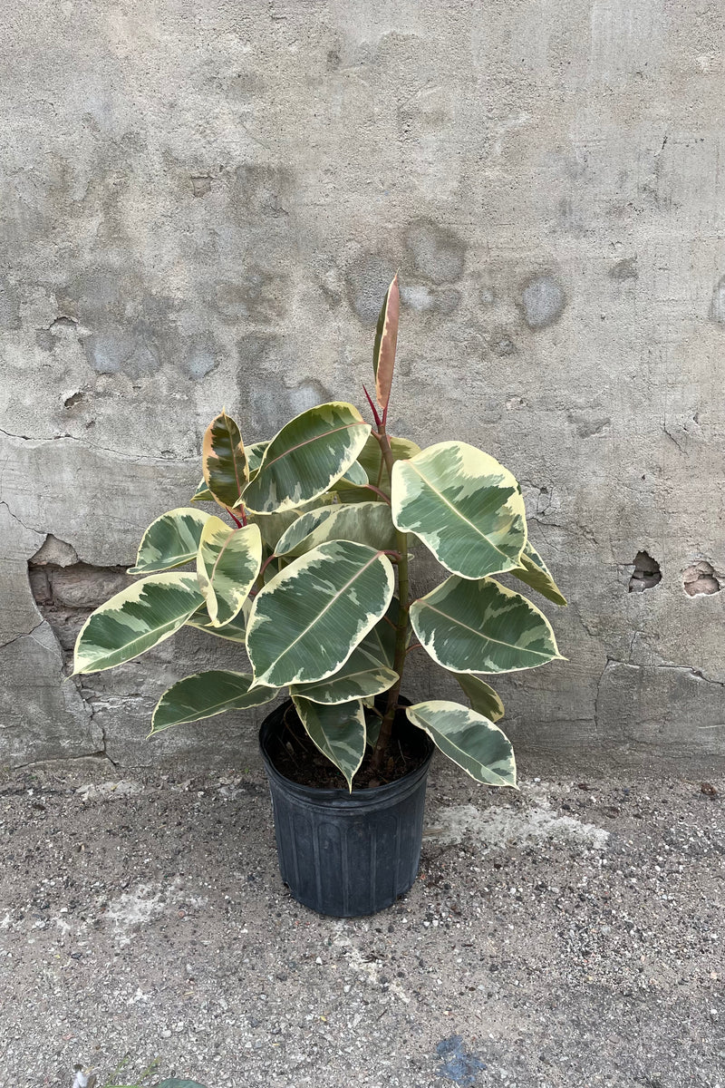 Ficus elastica 'Tineke' in grow pot in front of concrete wall