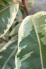 Close up of Ficus elastica 'Tineke' leaves