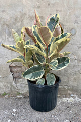 Ficus elastica 'Tineke' 14" black growers pot with yellow green and pink variegated leaves against a grey wall