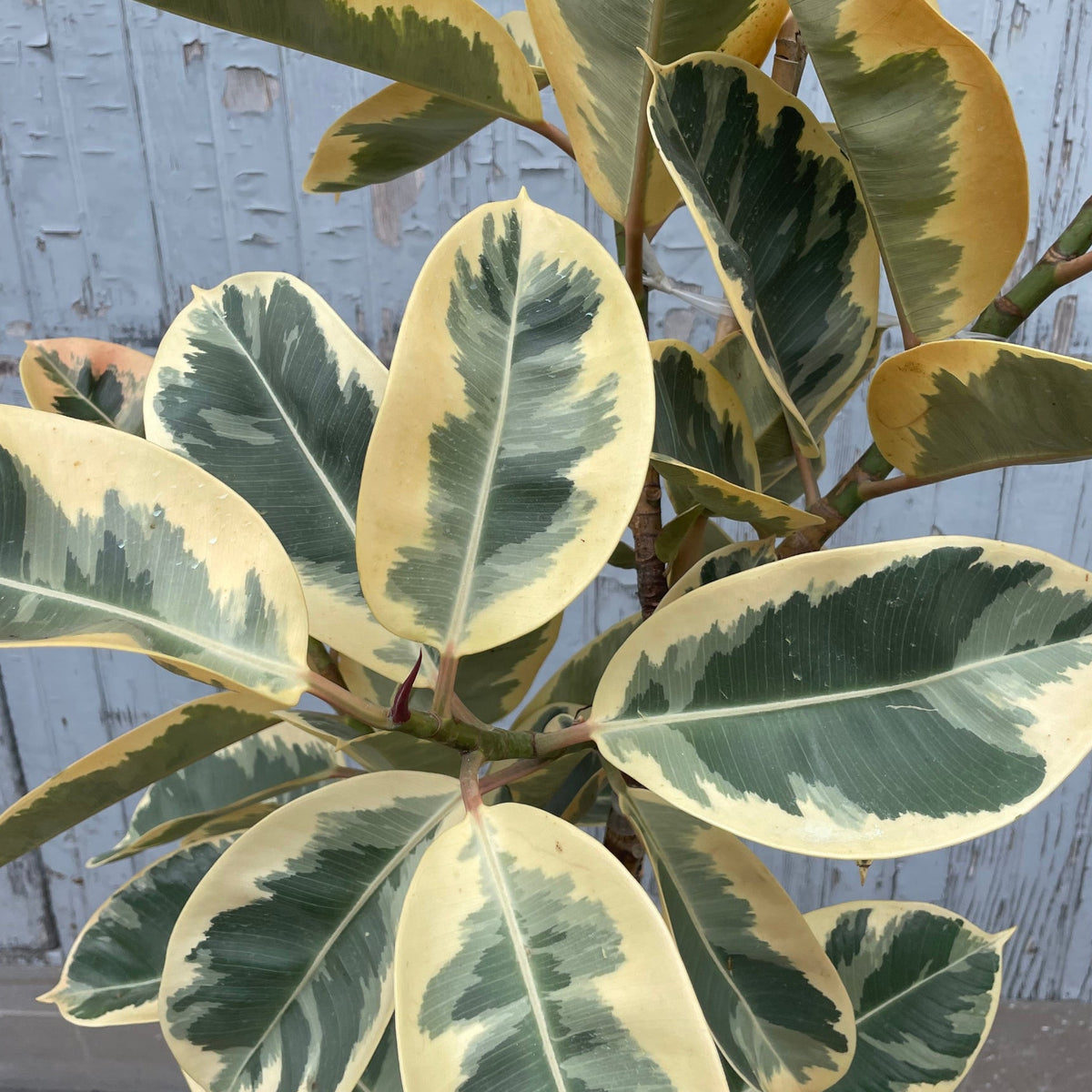 Ficus elastica 'Tineke' 14