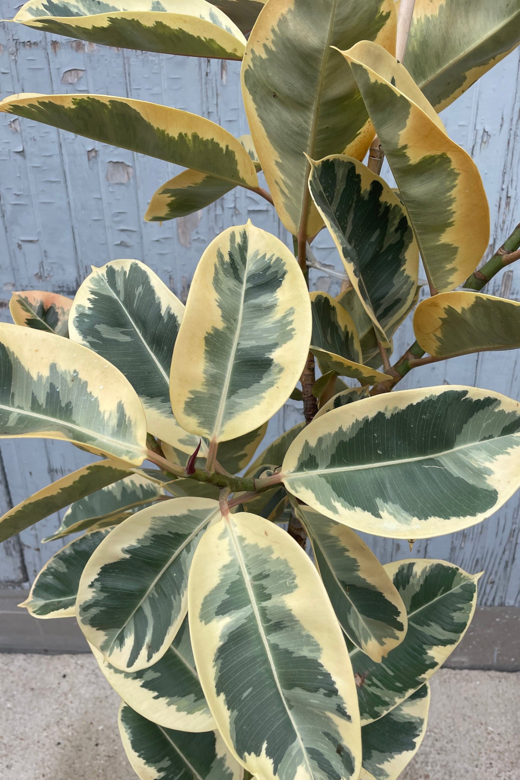 Close up photo of variegated leaves of Ficus elastica tieneke with cream, white, green leaves against a gray wall. ©Sprout Home