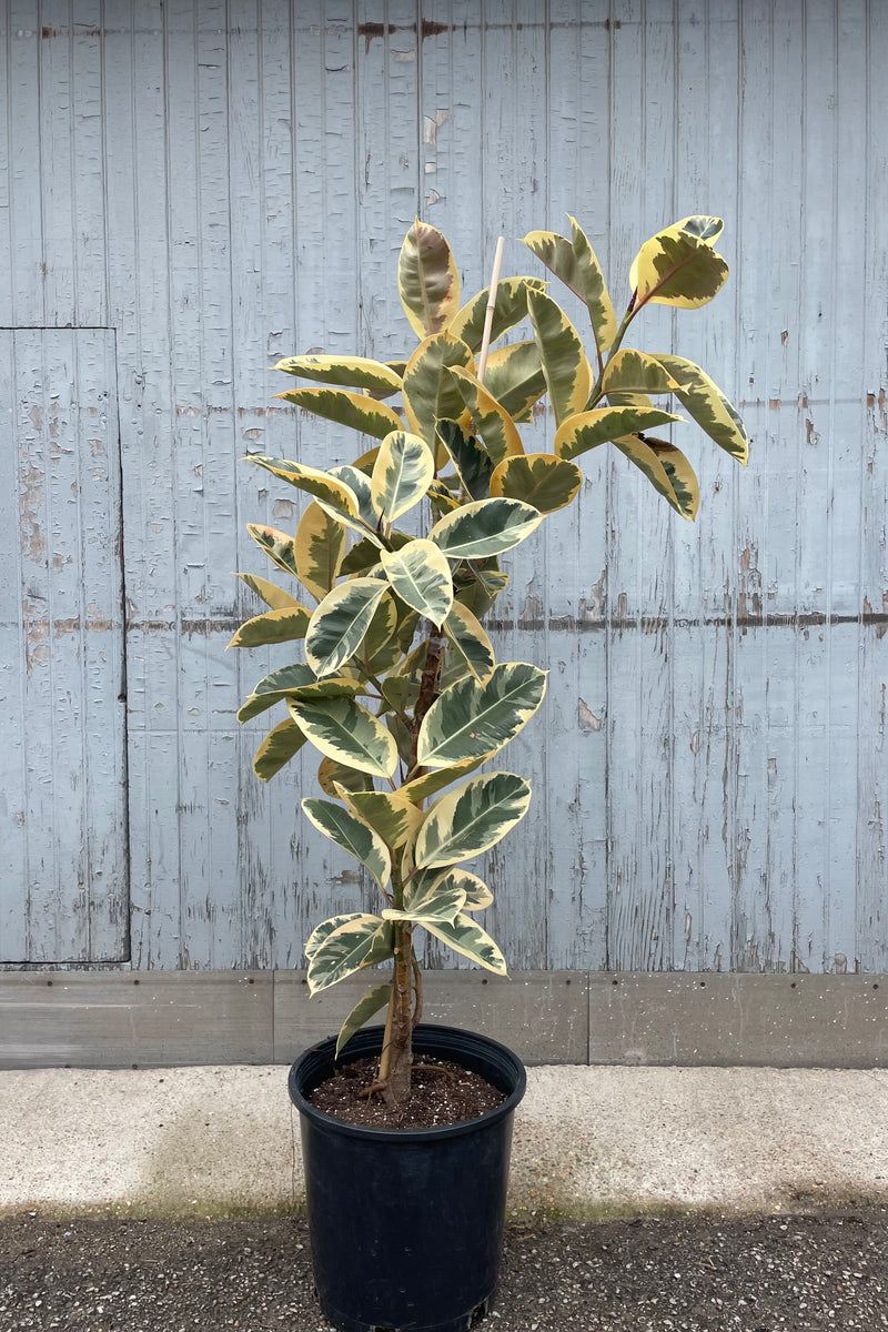 Photo of Ficus elastica 'Tineke' variegated Rubber Tree in a nursery pot against a stone and wood gray wall.