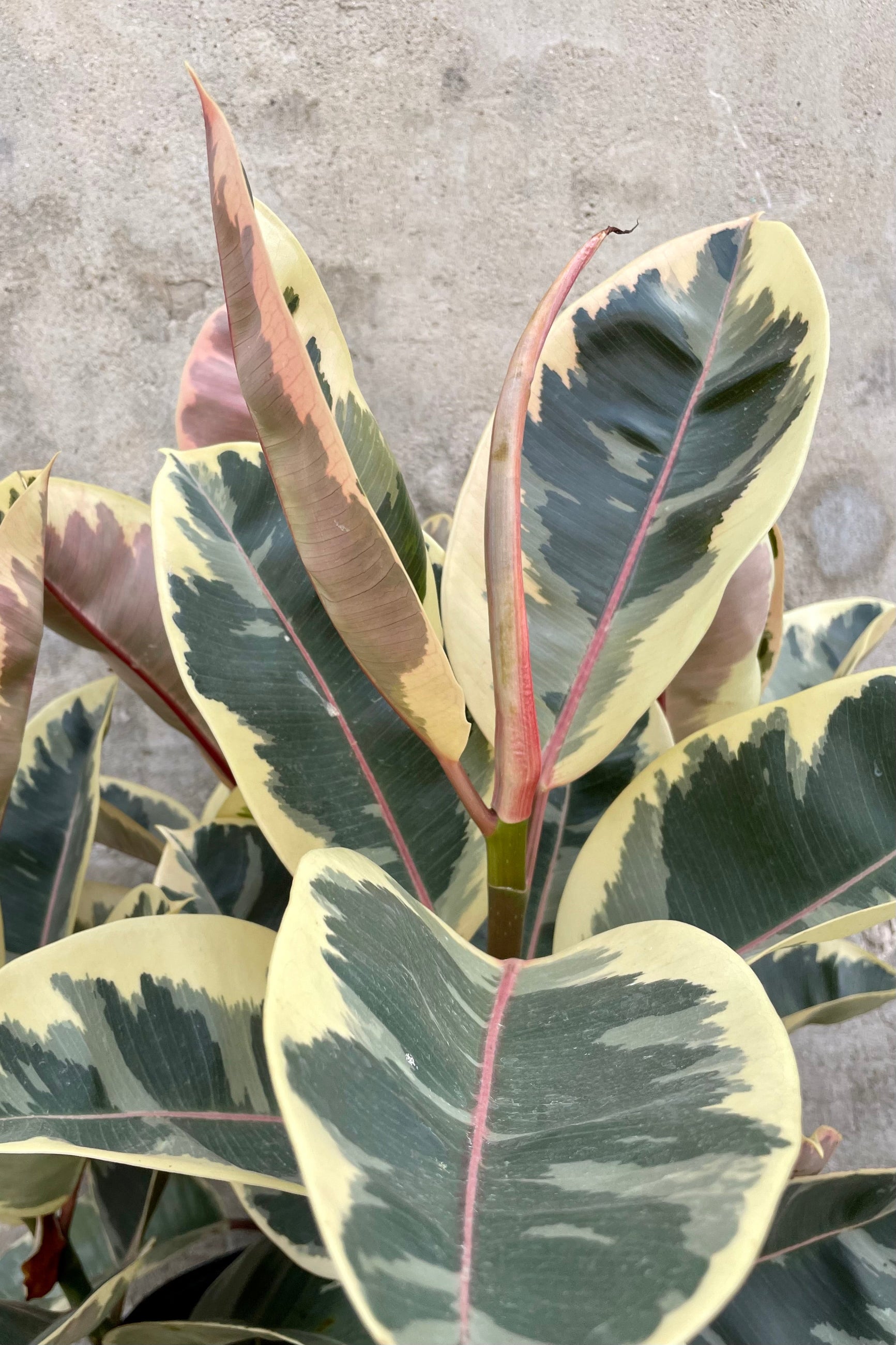 Detail of Ficus elastica 'Tineke' 14" yellow green and pink variegated leaves against a grey wall ©Sprout Home