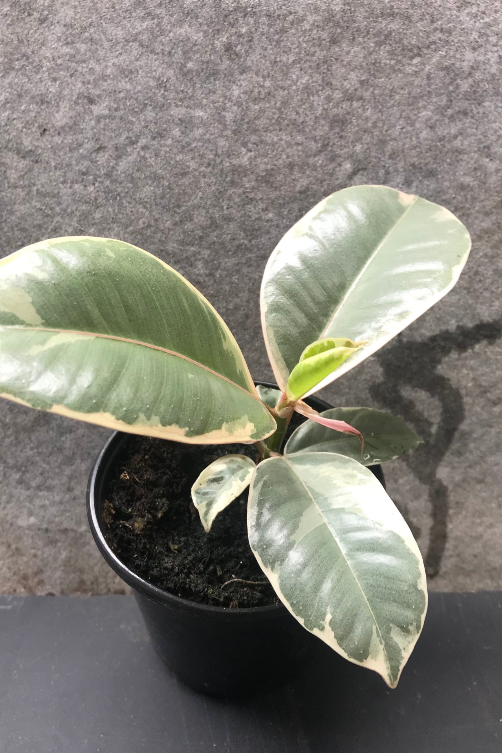 Ficus elastica 'tineke' in 4 inch pot against grey wall ©Sprout Home