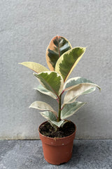 Ficus elastica 'Tineke' in grow pot in front of grey background