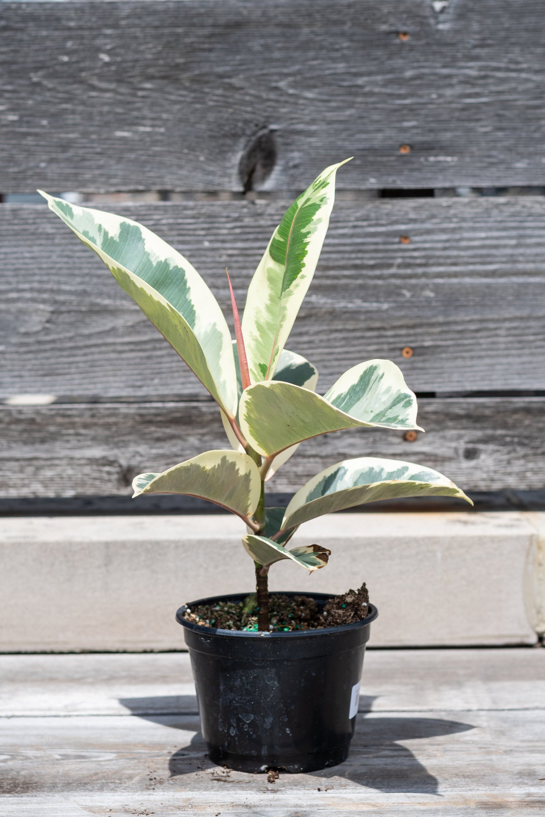 Ficus elastica 'Tineke' potted in front of grey wood wall ©Sprout Home