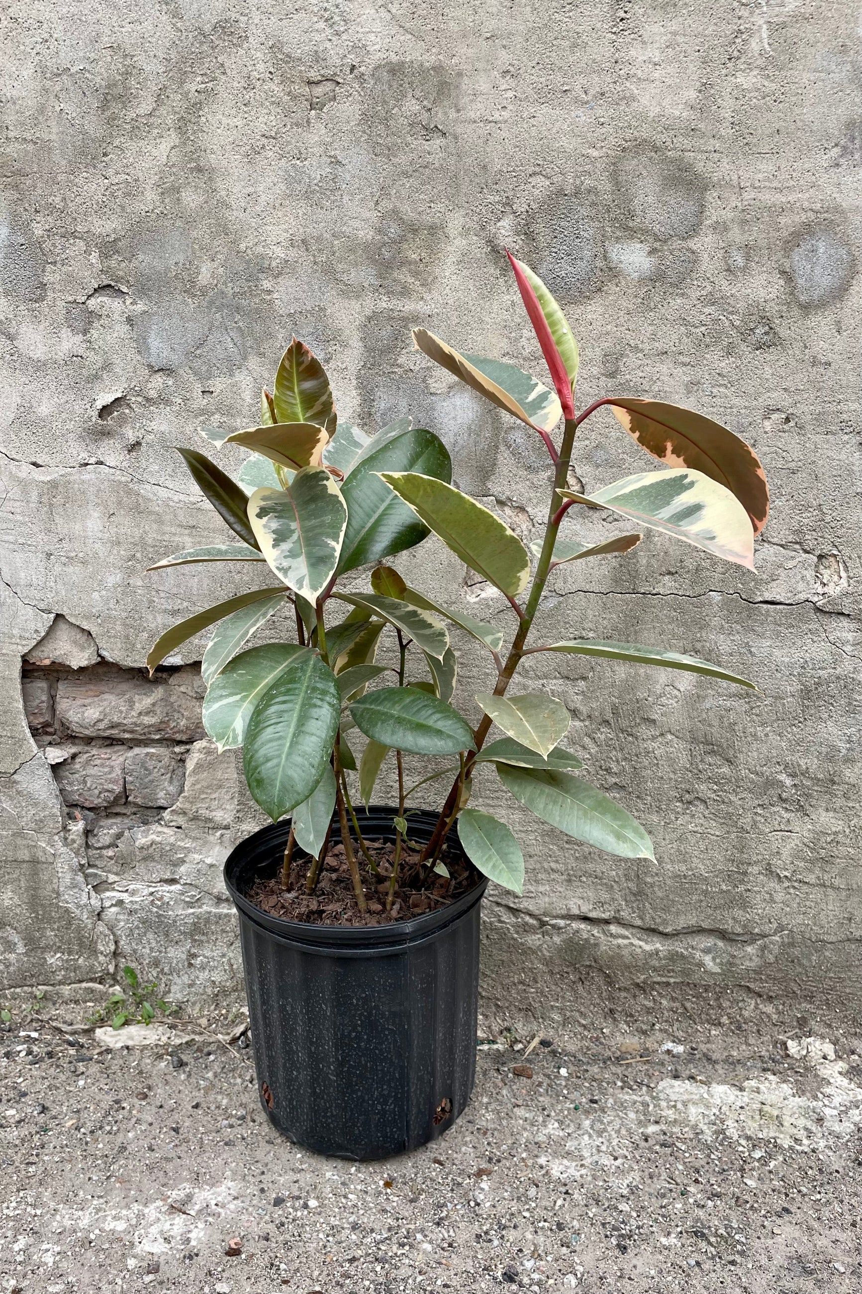 Ficus elastica 'Tineke' 8" with a black growers pot against a grey wall ©Sprout Home