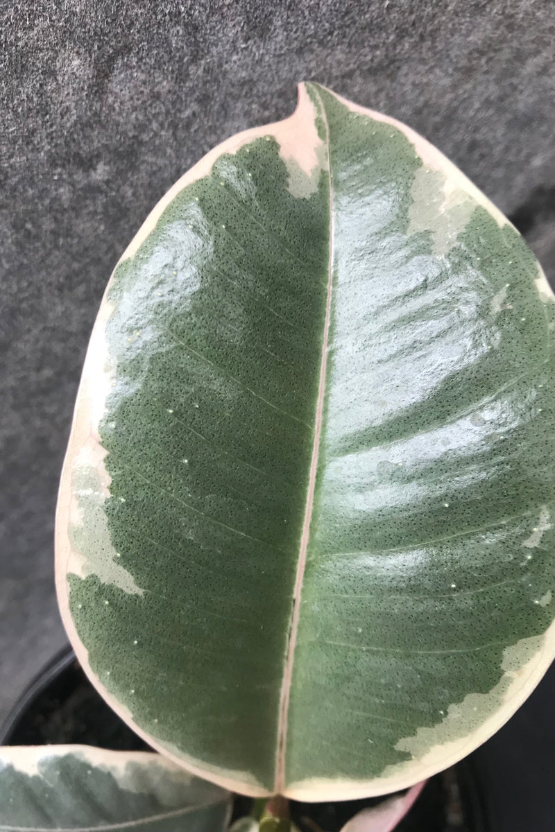 Close up of ficus elastica 'tineke' leaf