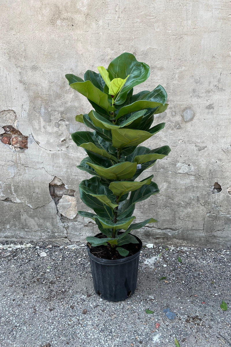 Ficus lyrata "Fiddle Leaf Ficus" in a column form 10" growers pot 