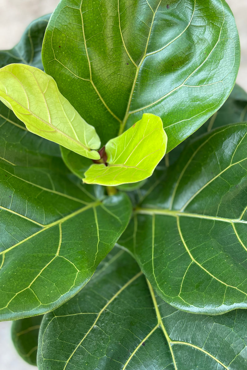 Detail shot of the leaves of a Ficus Lyrata.