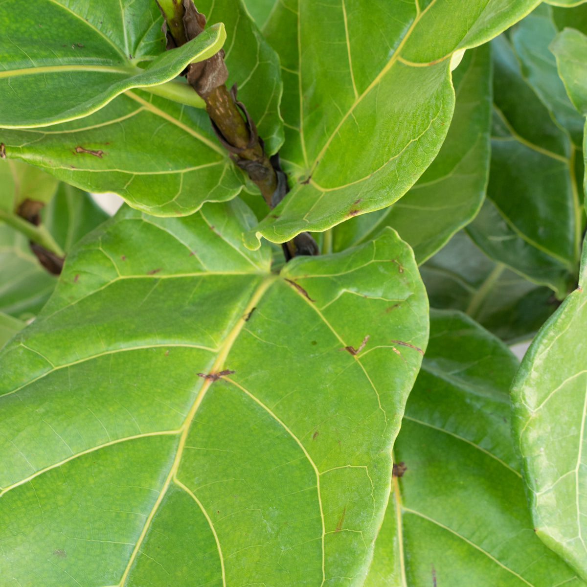 10 fiddle leaf fig Ficus lyrata "Fiddle Leaf Fig" standard form 10" at SPROUT HOME