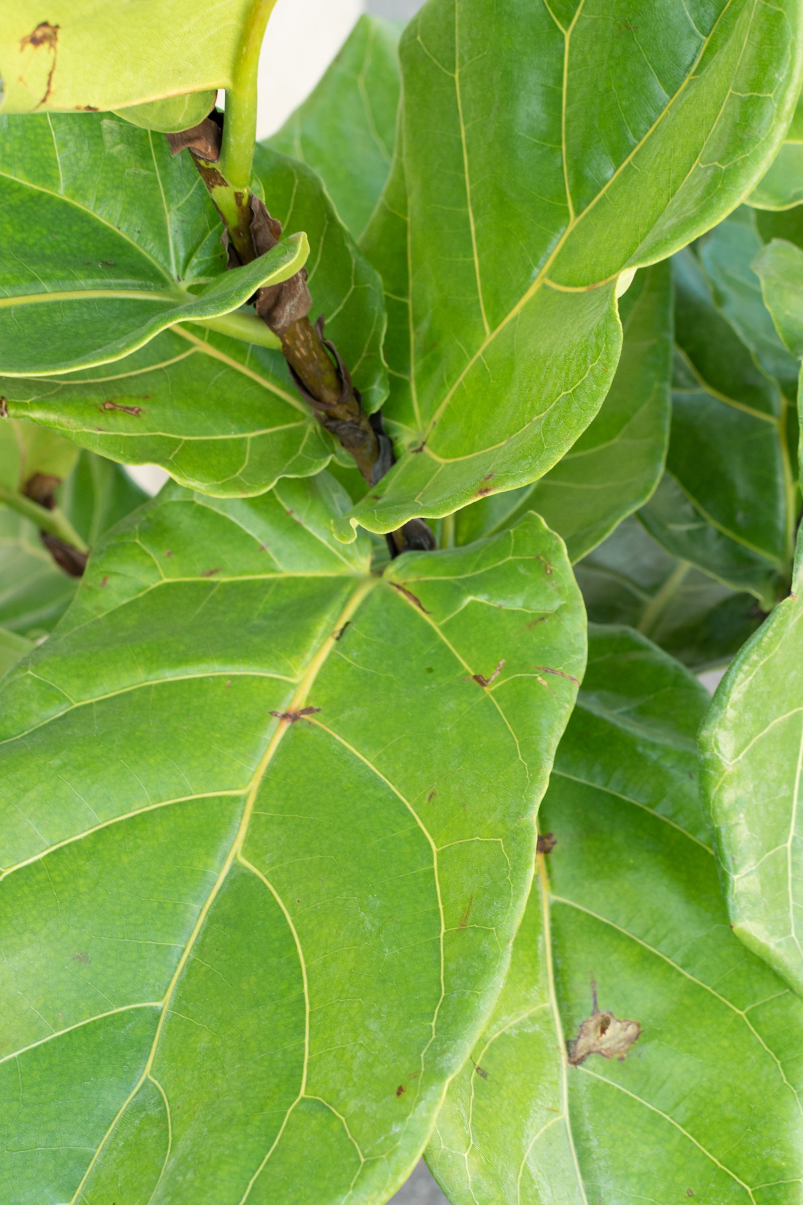 Close up of fiddle leaf fig leaves