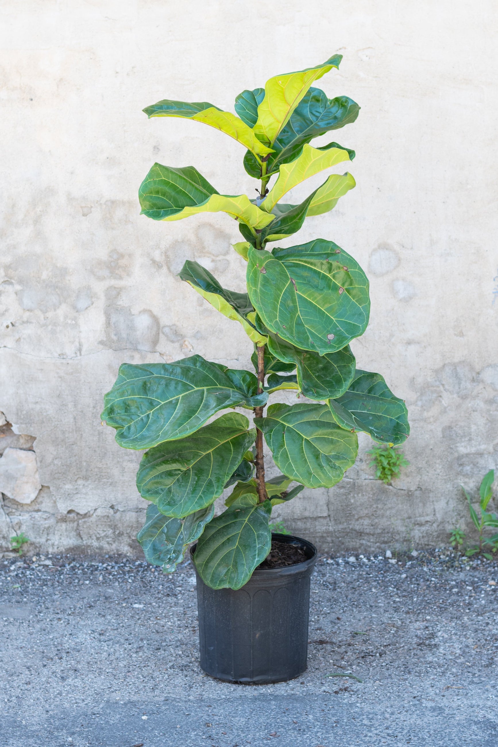 Ficus lyrata "Fiddle Leaf Fig" column in grow pot in front of grey concrete wall ©Sprout Home