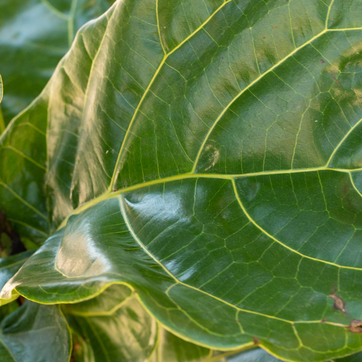 12 fiddle leaf fig Ficus lyrata "Fiddle Leaf Fig" column form 12" at SPROUT HOME