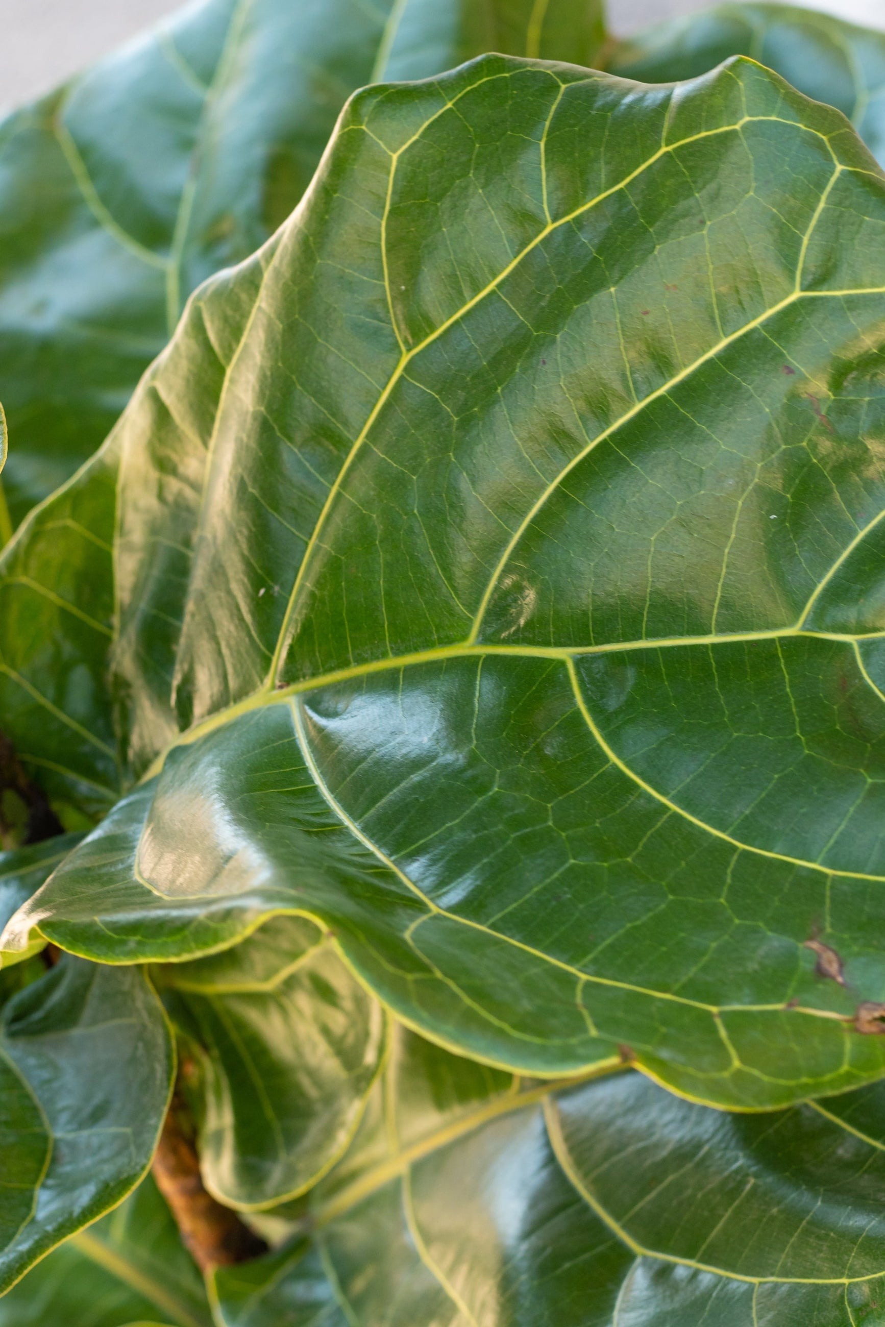 Close up of shiny Ficus lyrata "Fiddle Leaf Fig" foliage ©Sprout Home