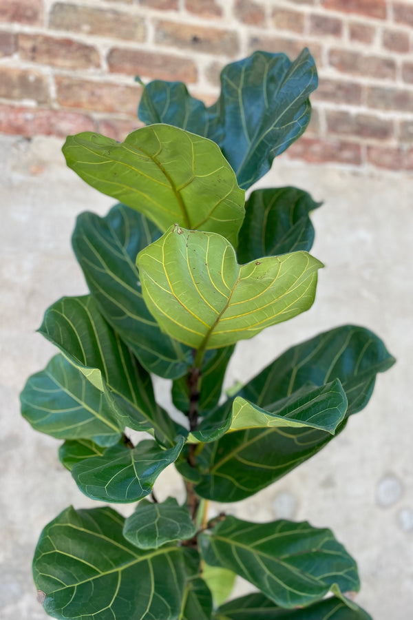 Detail of Ficus lyrata "Fiddle Leaf Fig" standard form 12" against a grey and brick wall