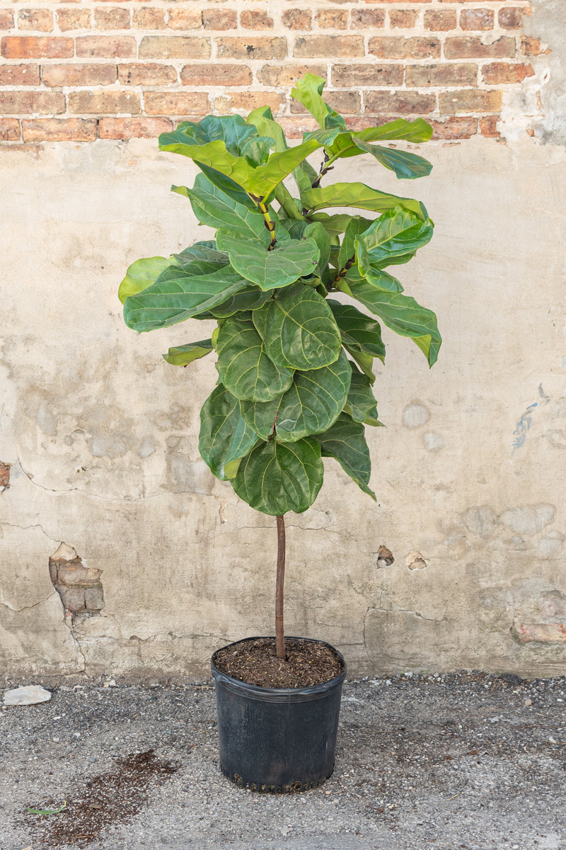 Large ficus lyrata - fiddle leaf fig - in front of concrete wall