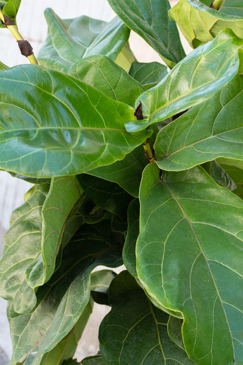 Close up of fiddle leaf fig leaves