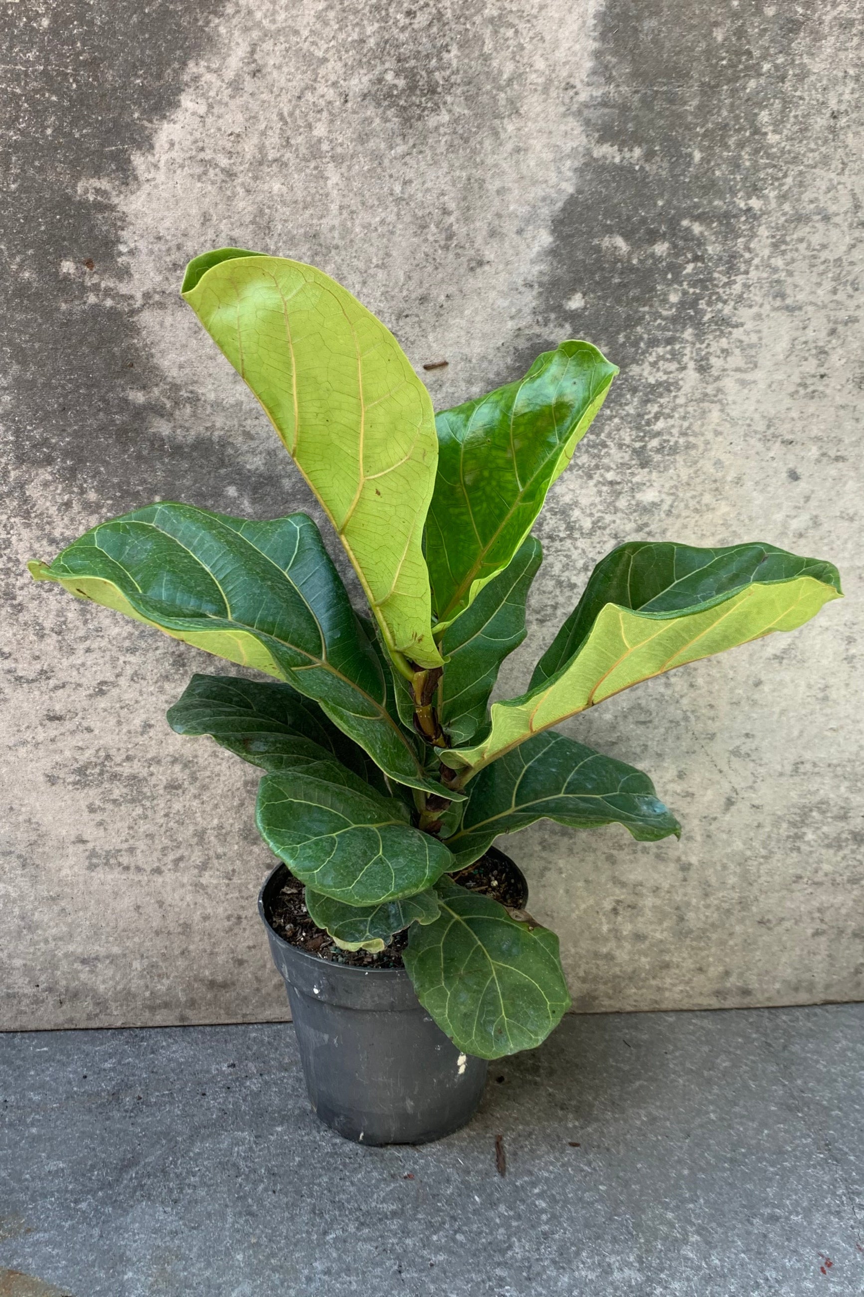 Fiddle Leaf Fig in a 6 inch pot. ©Sprout Home