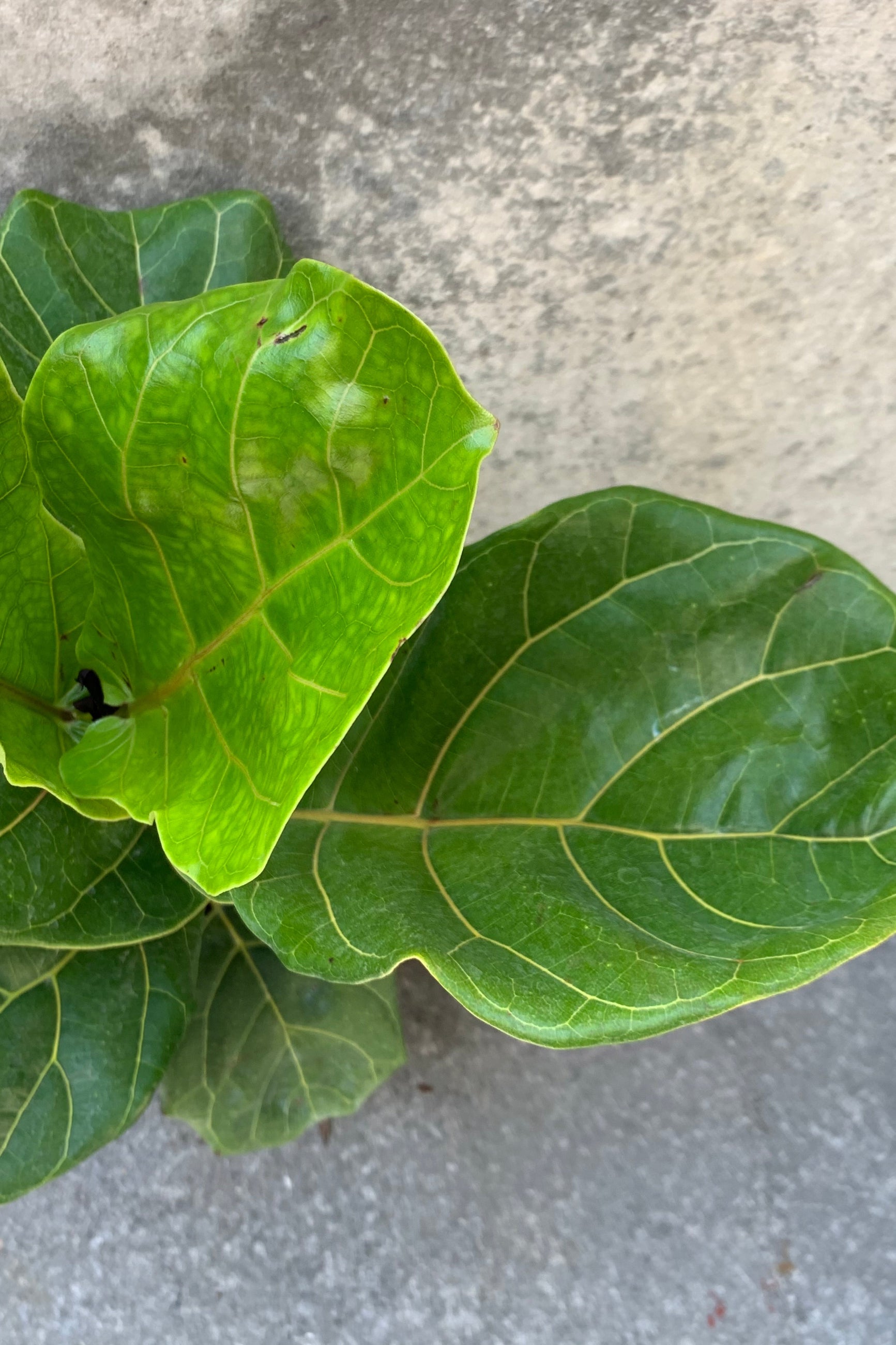 Detail picture of the Ficus lyrata "Fiddle Leaf Fig" against a grey background. ©Sprout Home