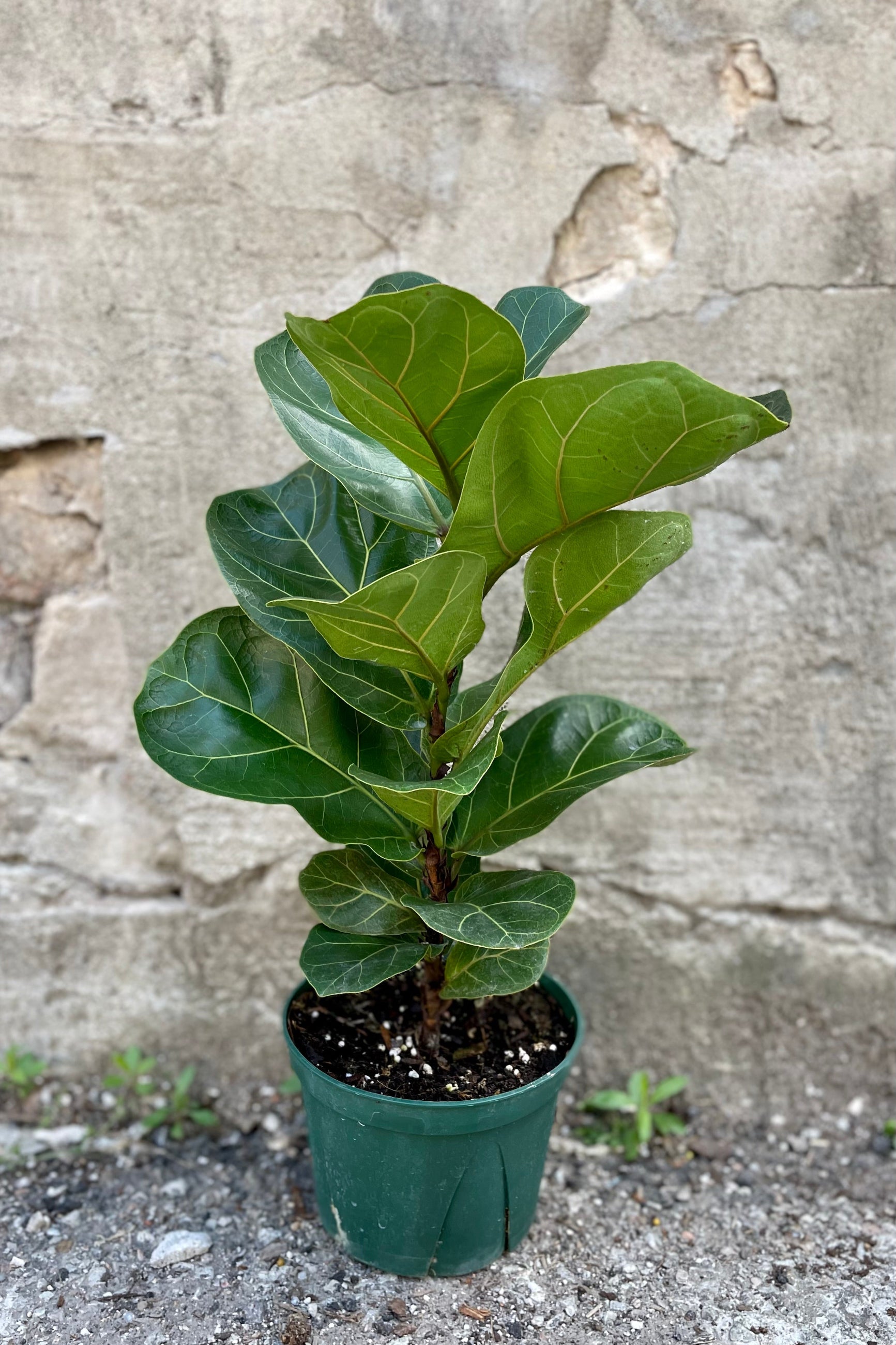 Ficus lyrata "Fiddle Leaf Fig" in grow pot in front of grey wood background ©Sprout Home