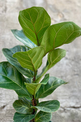 Close up of Ficus lyrata "Fiddle Leaf Fig" leaves