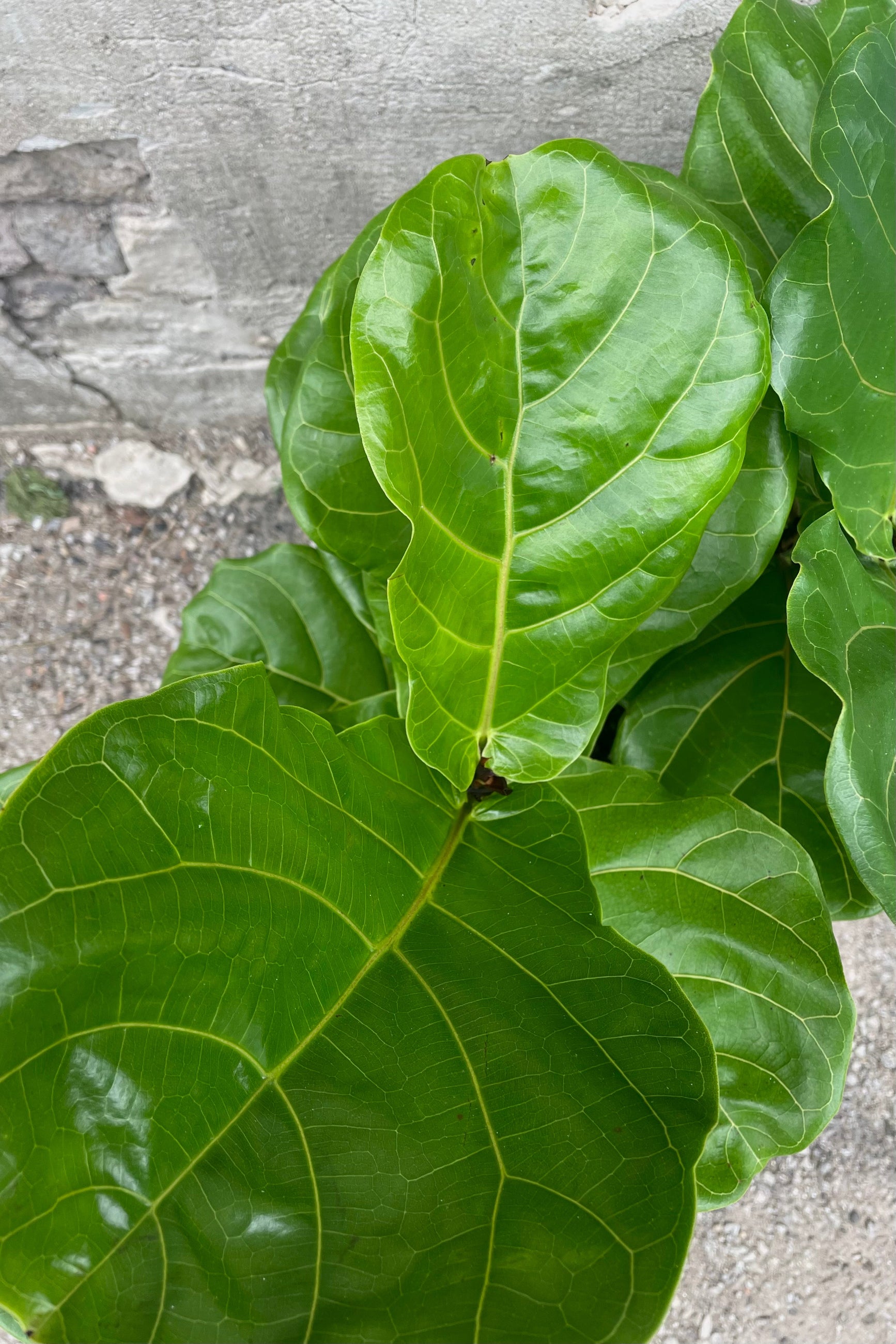 A close-up view of the 8" Ficus lyrata's deep green leaves against a concrete background ©Sprout Home