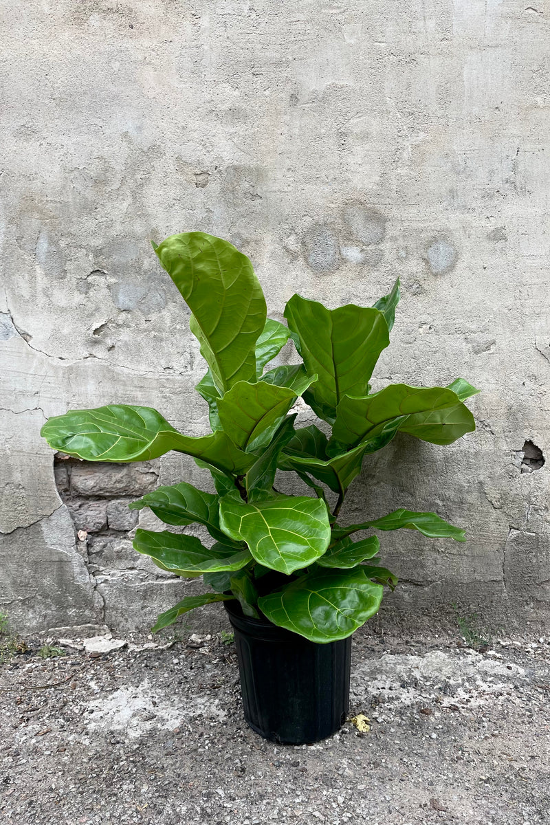 A full-body view of the 8" Ficus lyrata in a grower pot against a concrete background