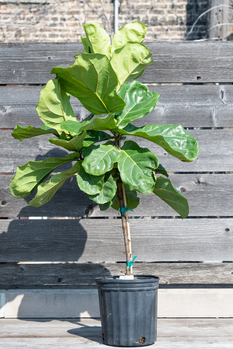 Ficus lyrata "Fiddle Leaf Fig" standard form in grow pot in front of grey wood background