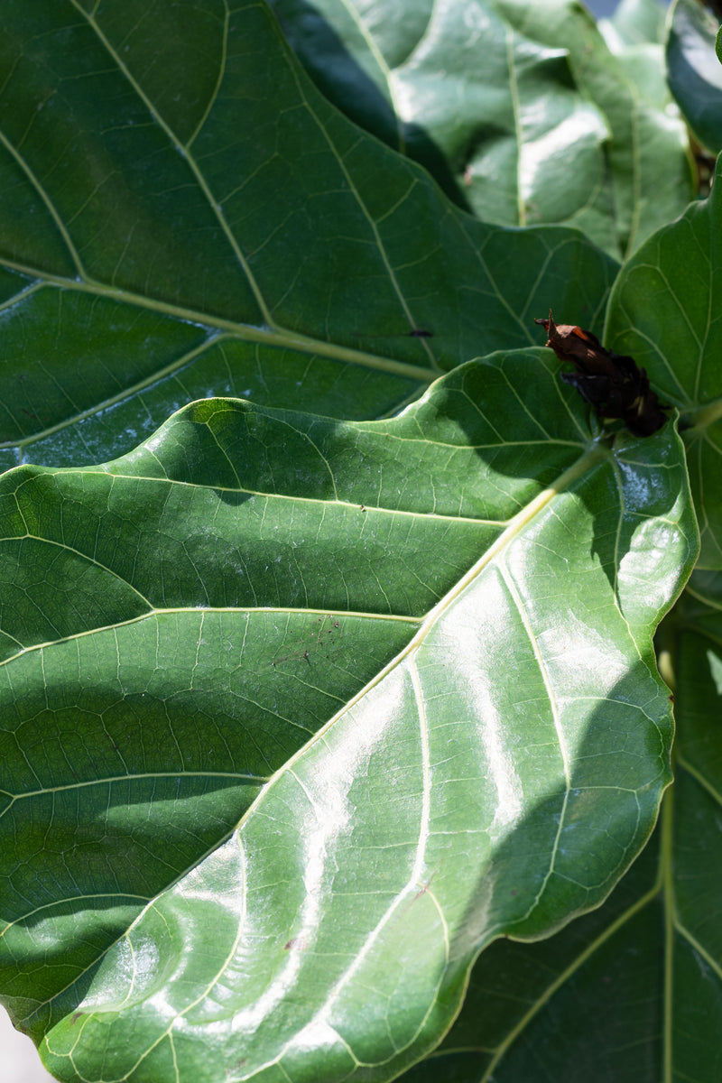 Close up of Ficus lyrata "Fiddle Leaf Fig" leaves in the sunshine