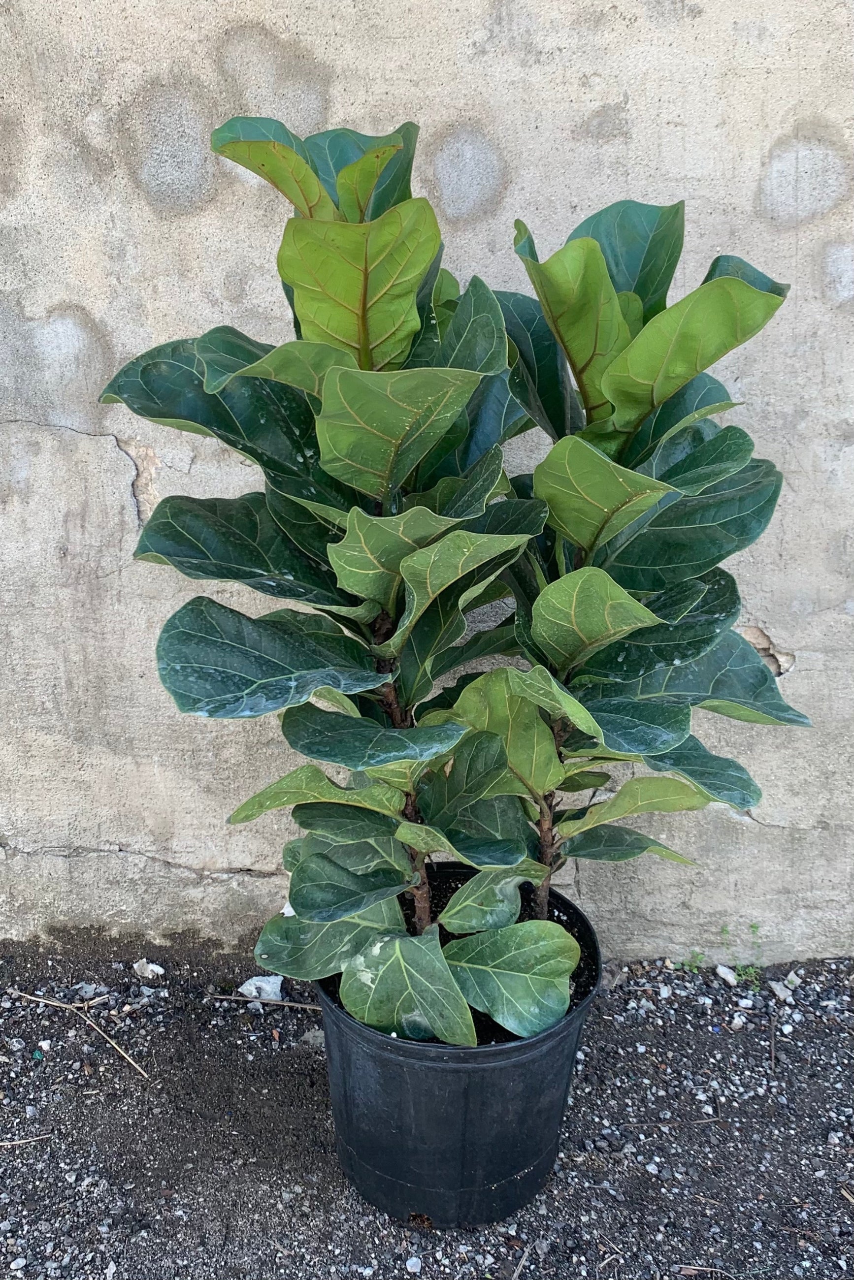 Ficus lyrata 'Little Fiddle' bush form in a 10 inch pot. ©Sprout Home