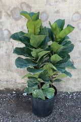 Ficus lyrata 'Little Fiddle' bush form in a 10 inch pot.