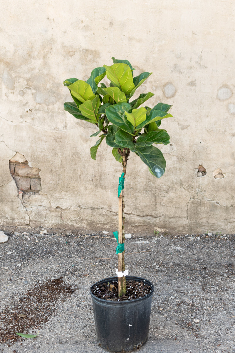 Large ficus lyrata "little fiddle" in front of concrete wall