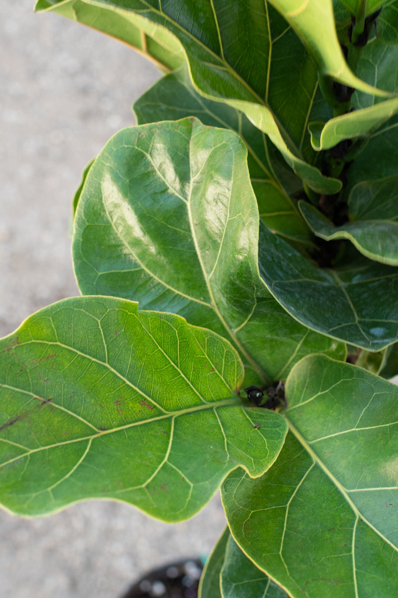 Close up of fiddle leaf fig leaves