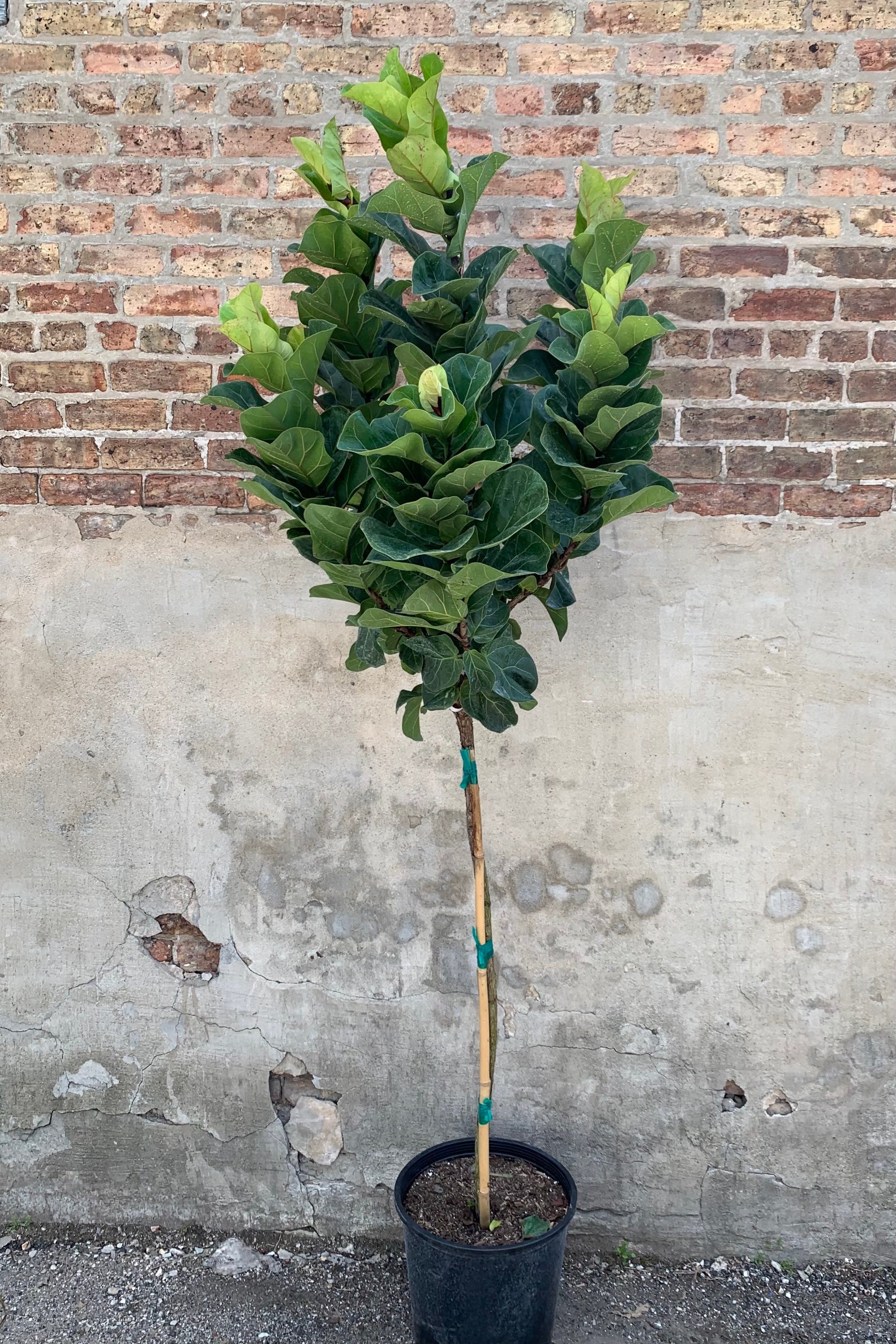 Far shot of fiddle fig tree with long trunk and bushy top in a 10" pot ©Sprout Home