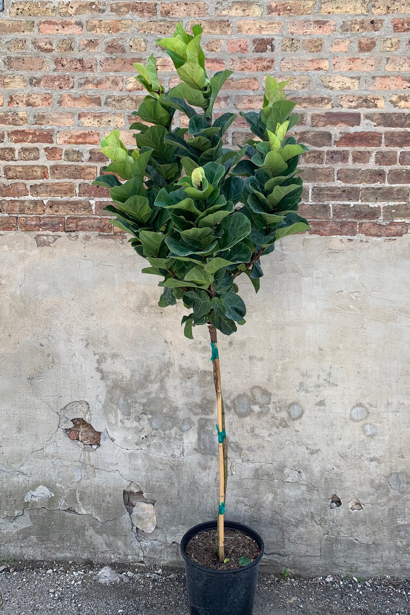 Far shot of fiddle fig tree with long trunk and bushy top in a 10" pot