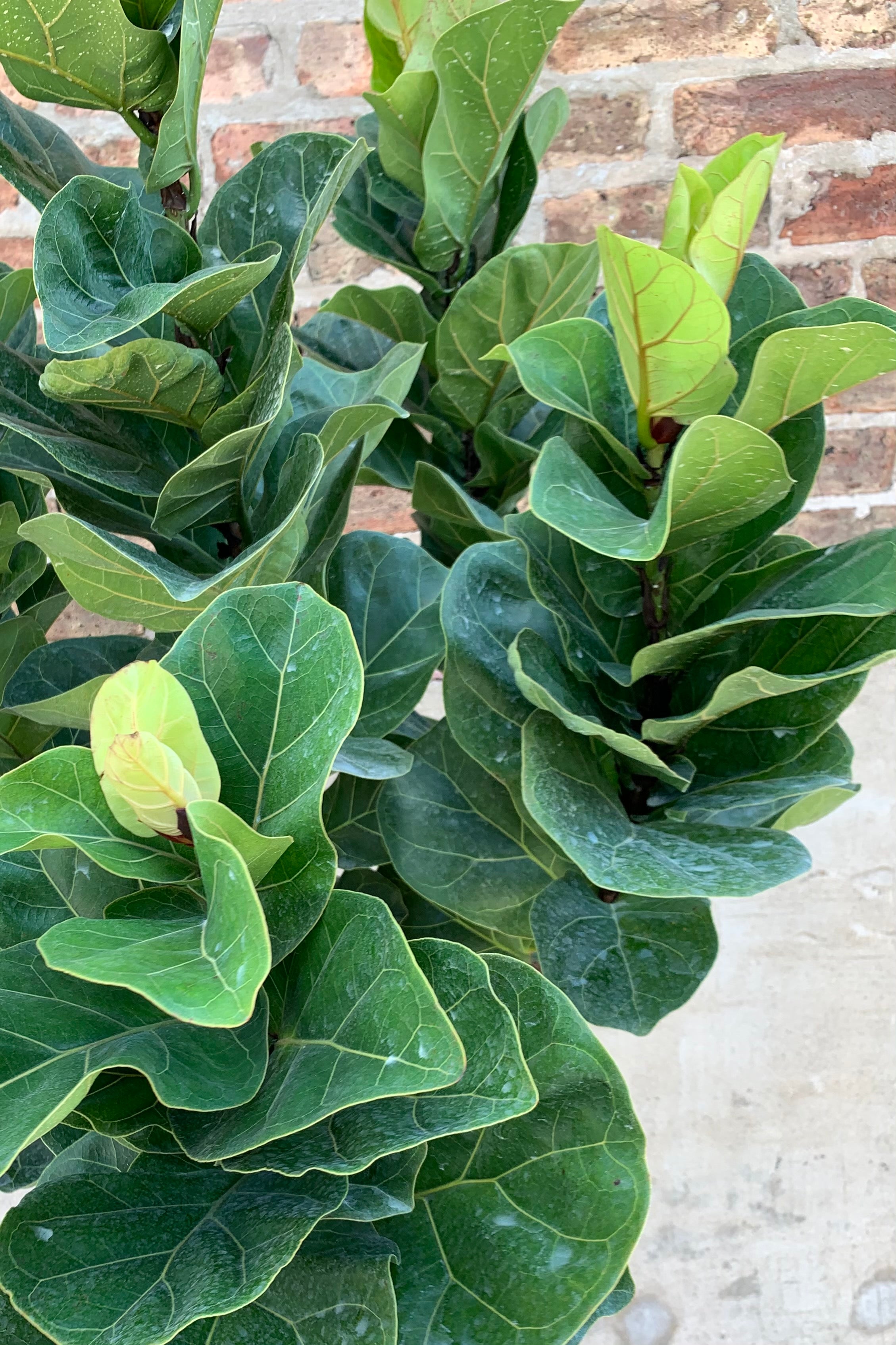 Close up of multi branch fiddle leaf leaves