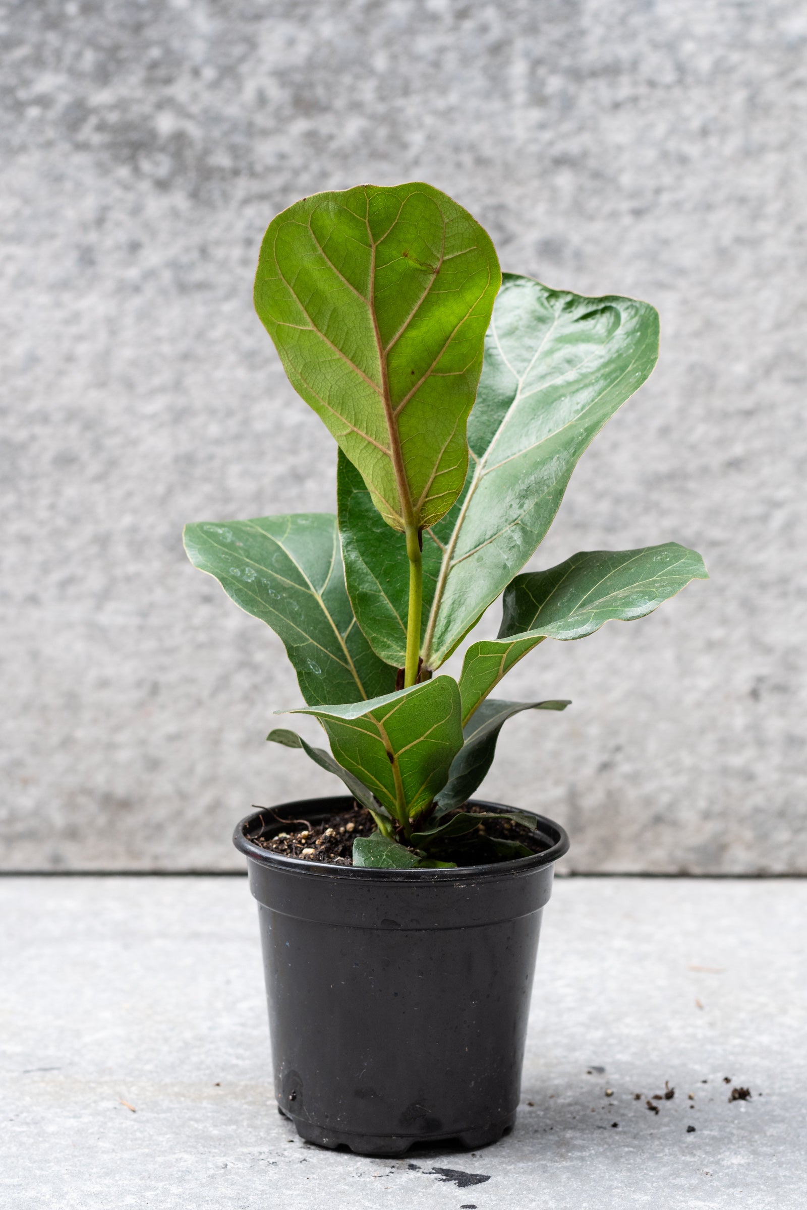 Ficus lyrata 'Little Fiddle' 4"