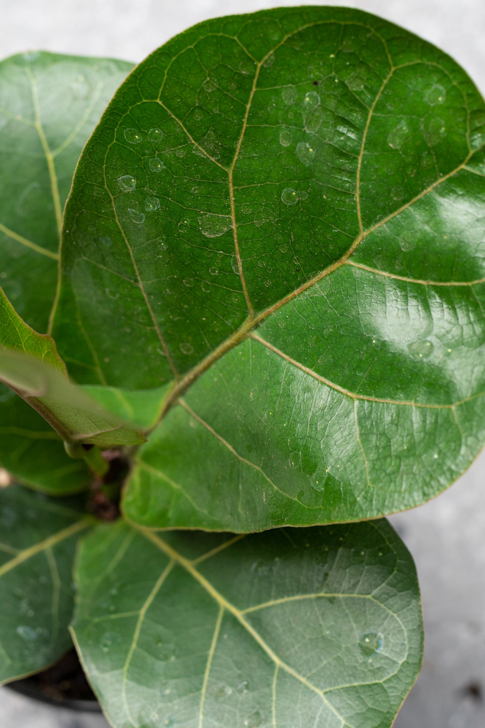 Ficus lyrata 'Little Fiddle' 4"